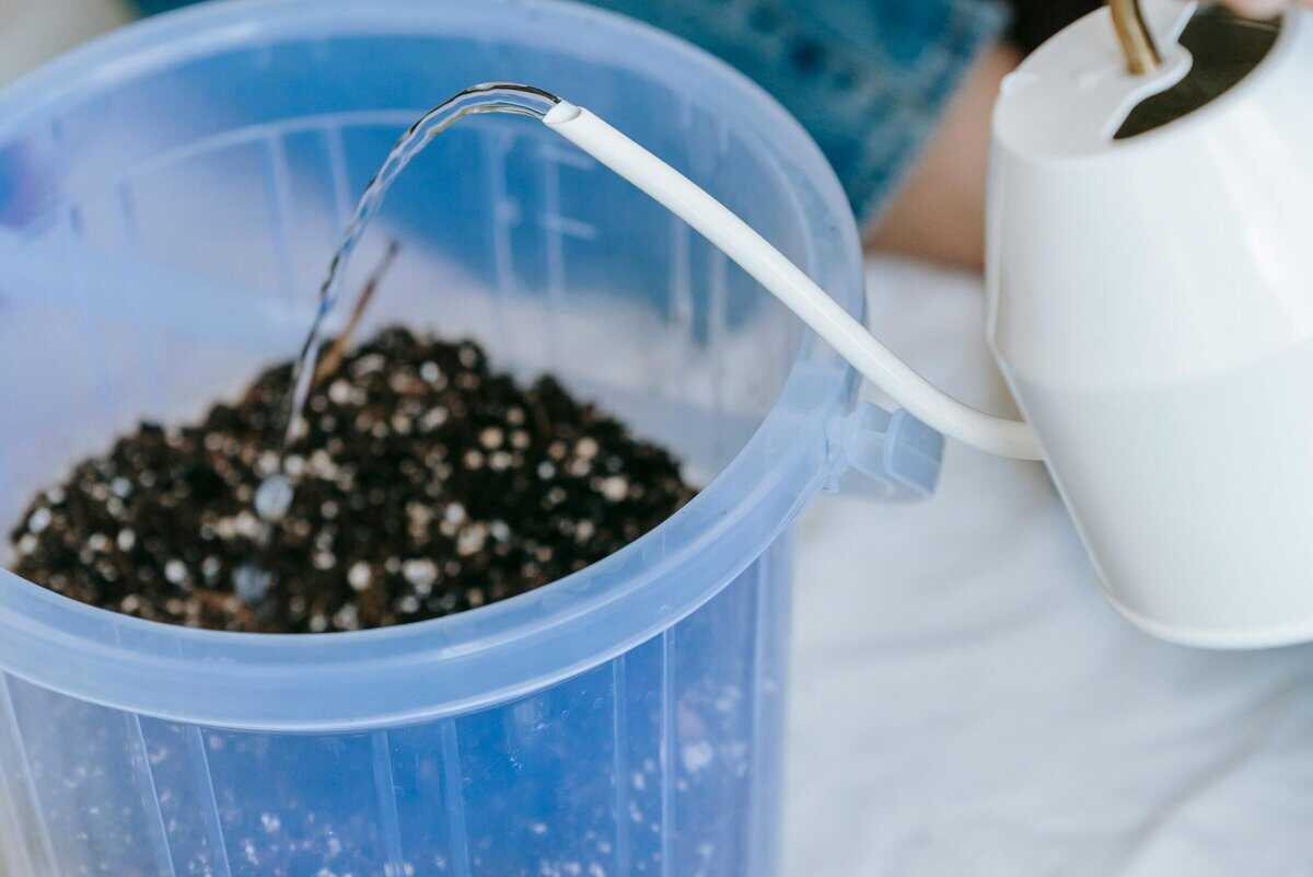 seed starting soil watering