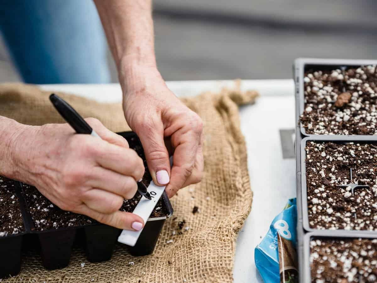 seed starting tray containers cells indoor gardening