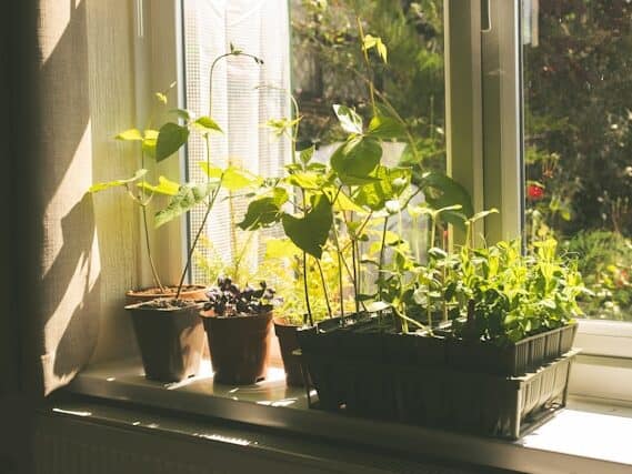 seed starting tray containers cells indoor gardening