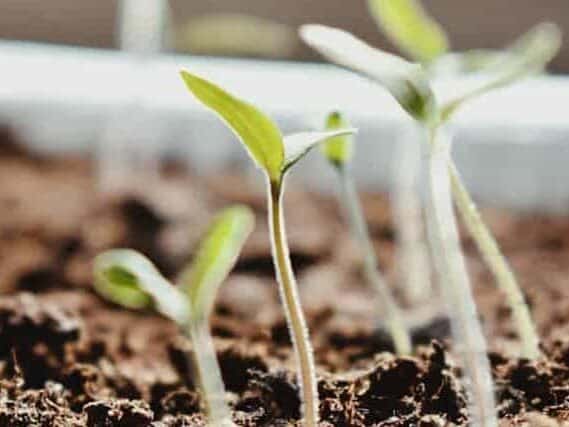 幼苗光照浇水通风管理