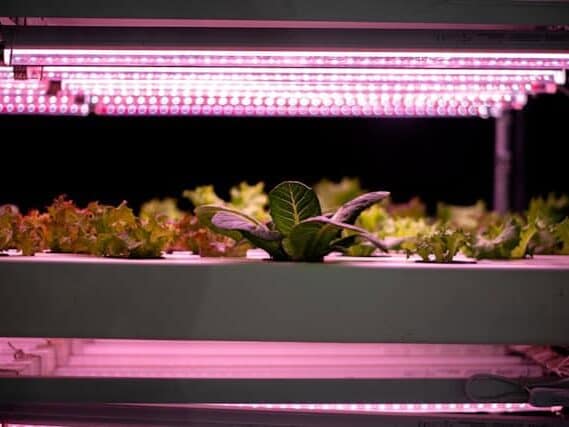 幼苗光照浇水通风管理