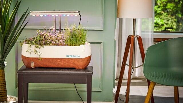 healthy seedlings under LED grow light indoor setup