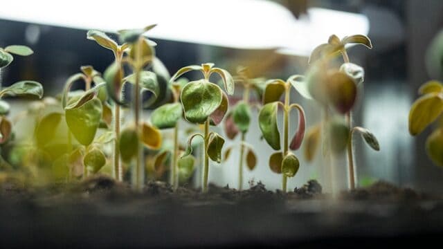 healthy seedlings under LED grow light indoor setup