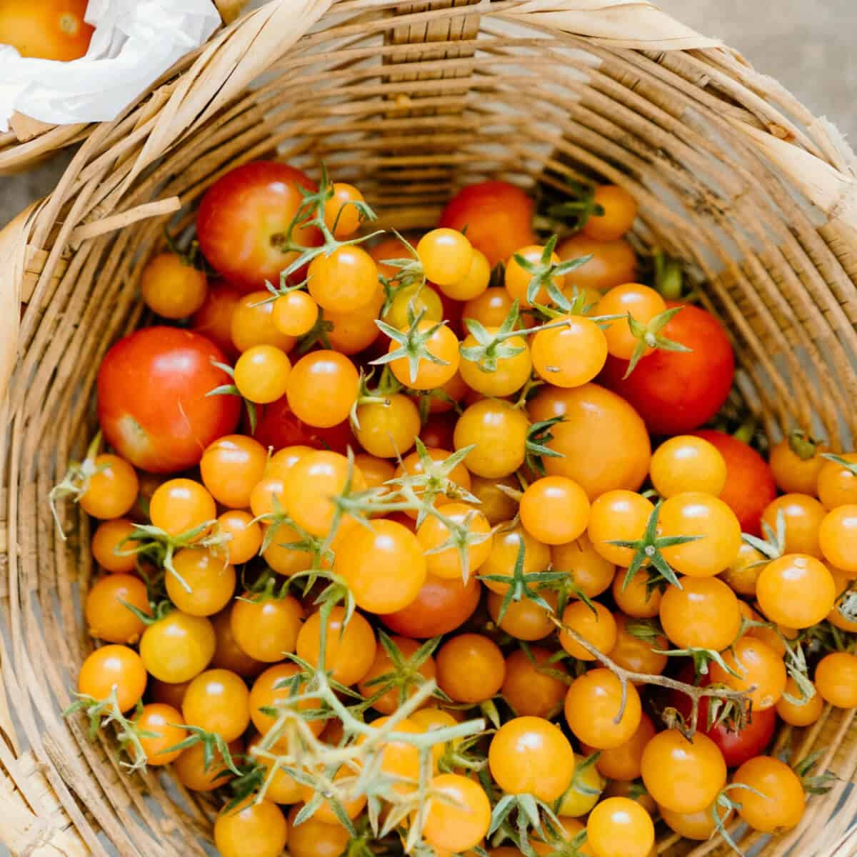 Sungold金黄色樱桃番茄 成熟甜味番茄特写