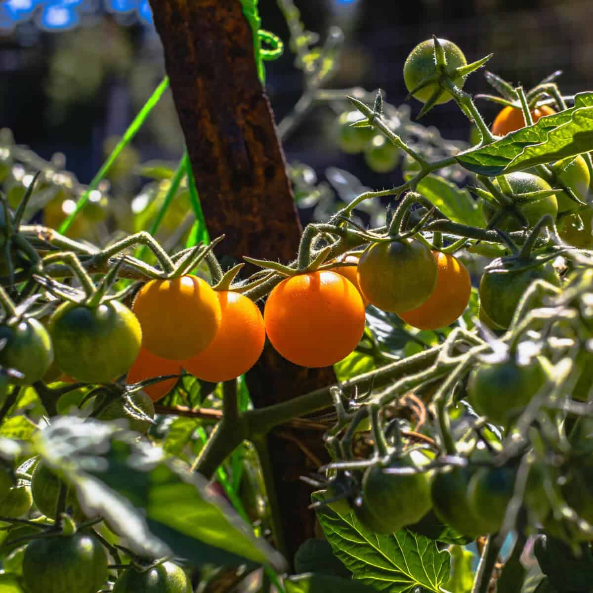 Sungold金黄色樱桃番茄 成熟甜味番茄特写
