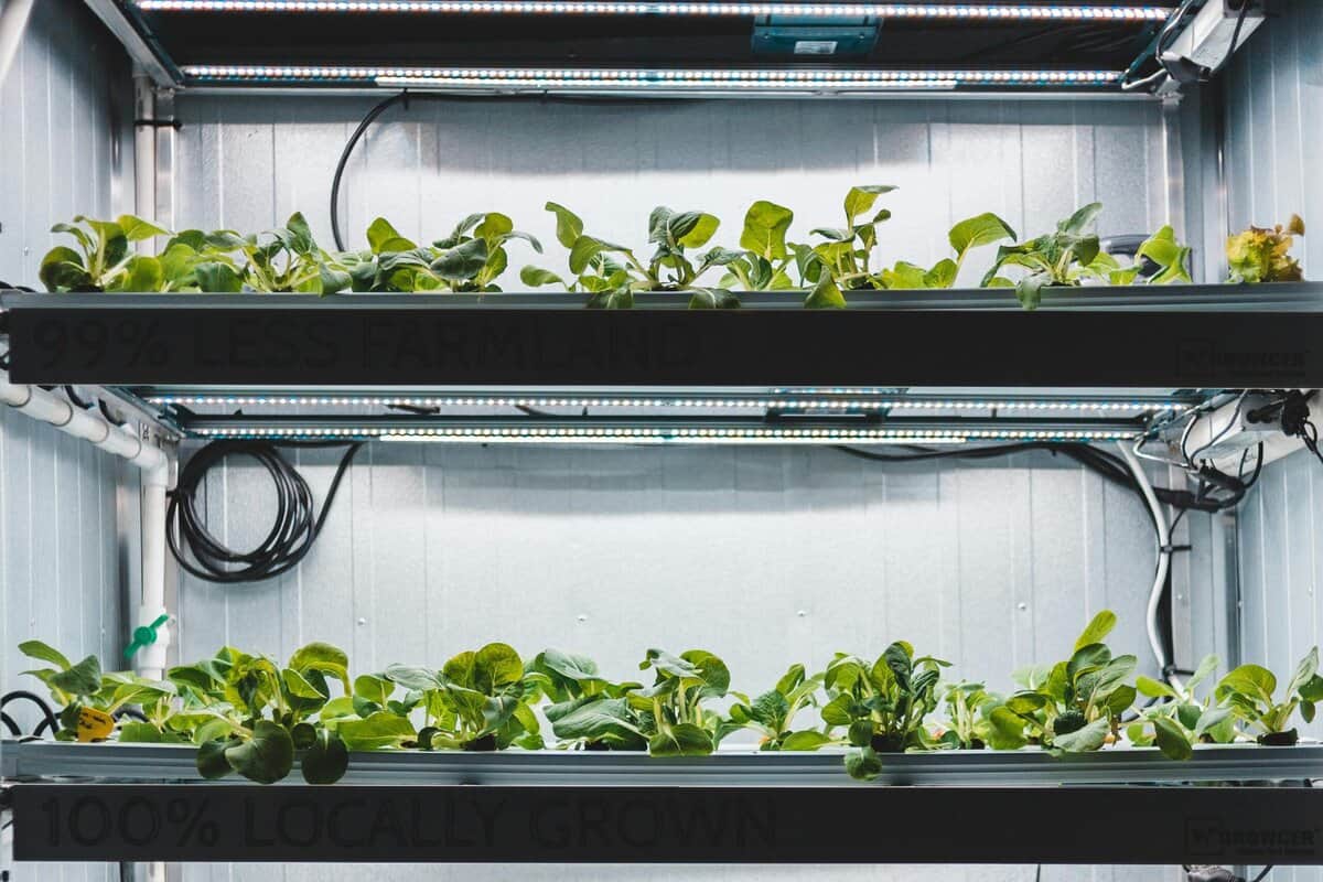 T5 grow light bar setup for indoor seedlings