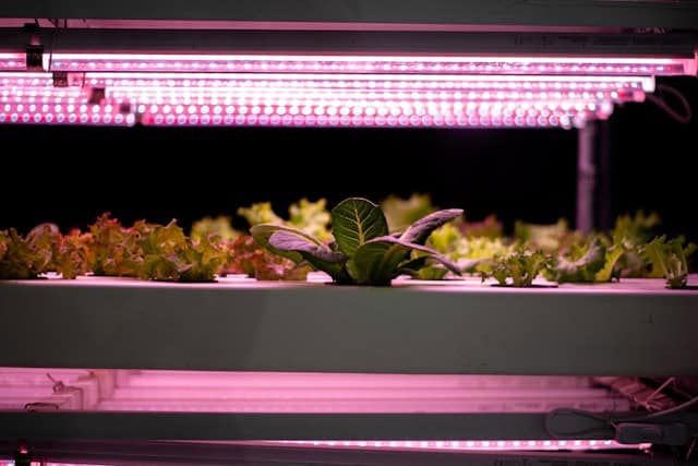 T5 grow light bar setup for indoor seedlings