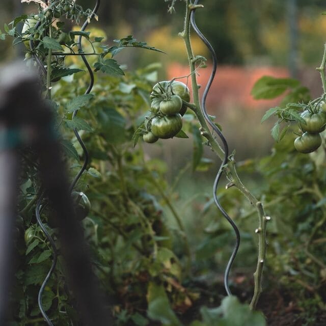 tomato cage supporting plant upright preventing collapse