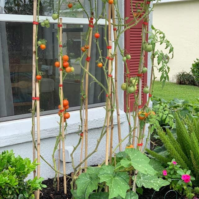 tomato cage supporting plant upright preventing collapse