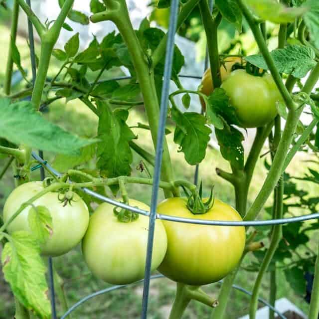 tomato cage supporting plant upright preventing collapse