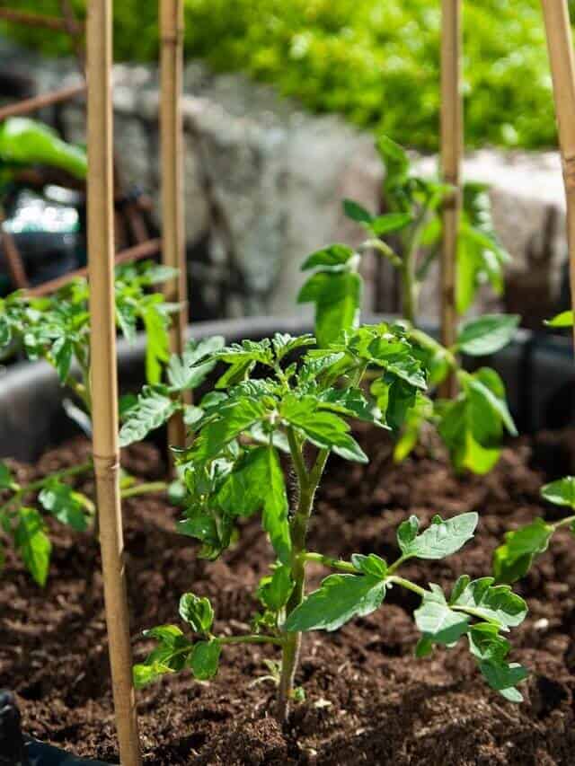 番茄支架笼子固定植物防倒伏