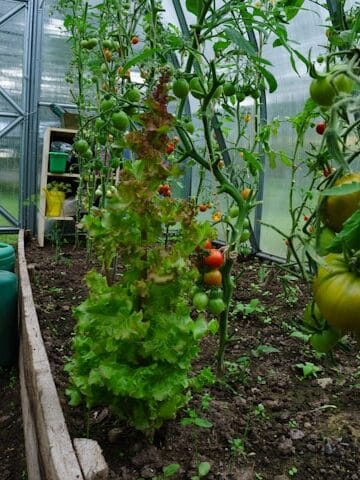 番茄支架笼子固定植物防倒伏