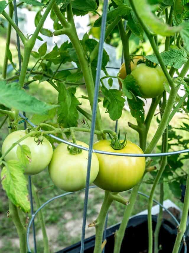 番茄支架笼子固定植物防倒伏