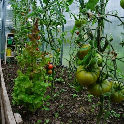 tomato container setup 5 gallon grow bag potting soil compost