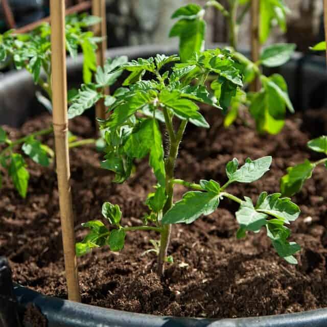 tomato container setup 5 gallon grow bag potting soil compost