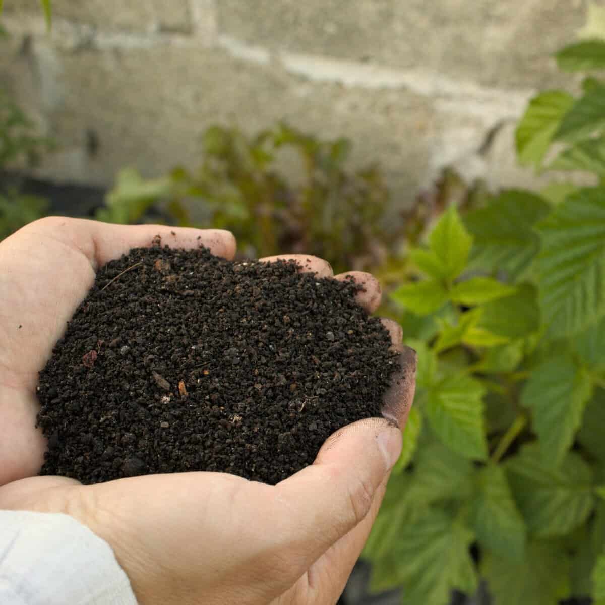 balanced fertilizer for tomatoes NPK label vegetable plant feeding