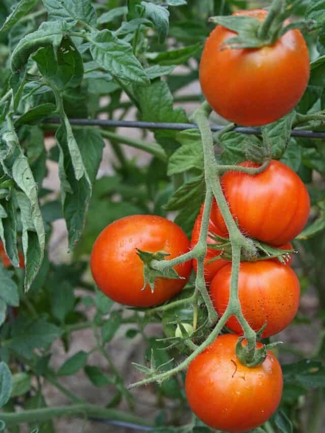 番茄植物在充足阳光下健康生长