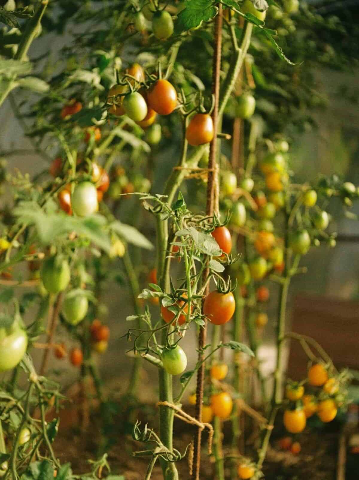 番茄植物在充足阳光下健康生长