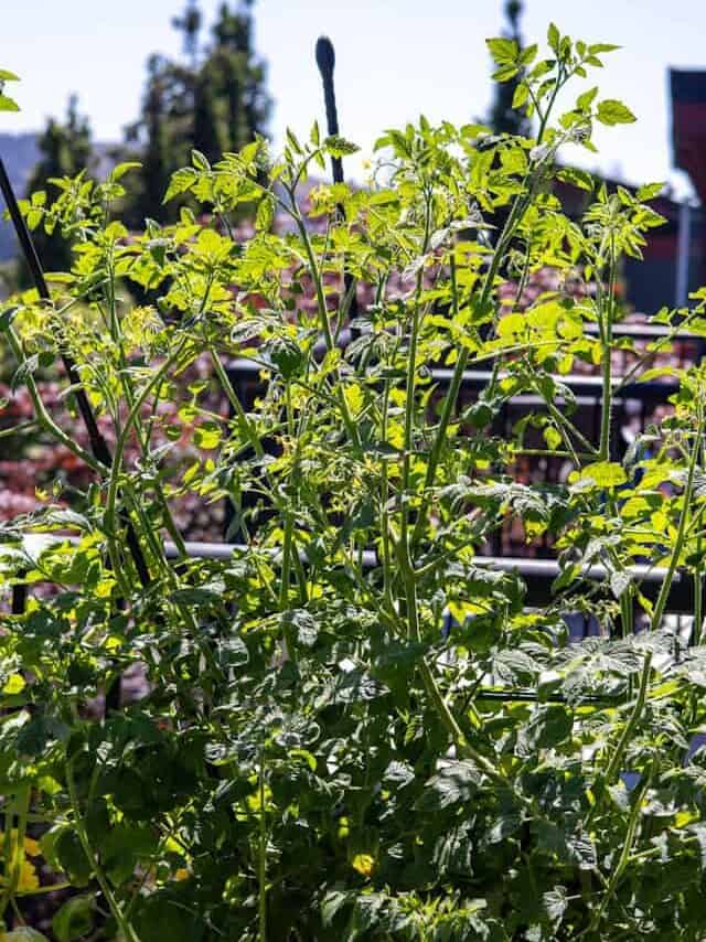 番茄植物在充足阳光下健康生长