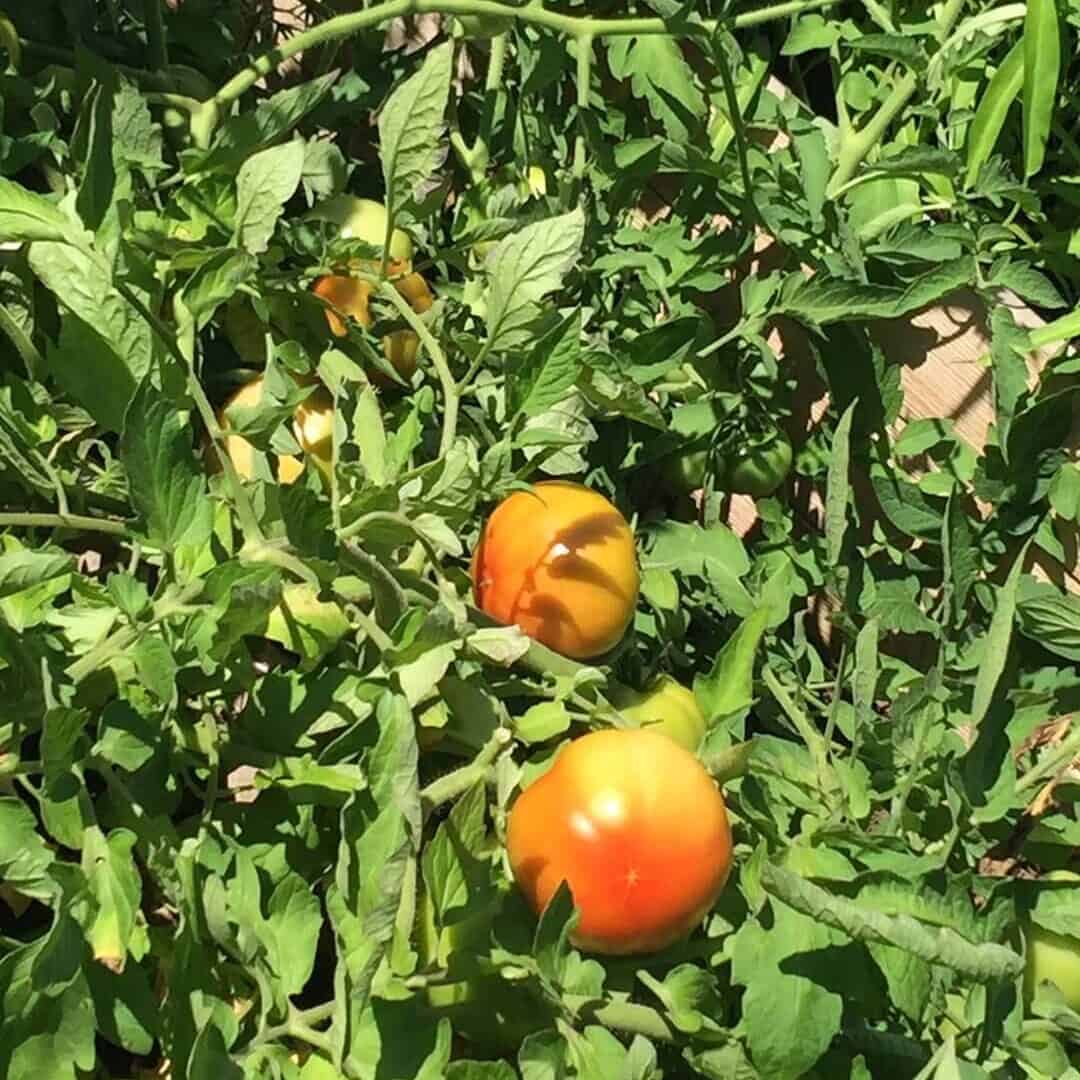  tomato plants growing in full sun 6 to 8 hours healthy garden
