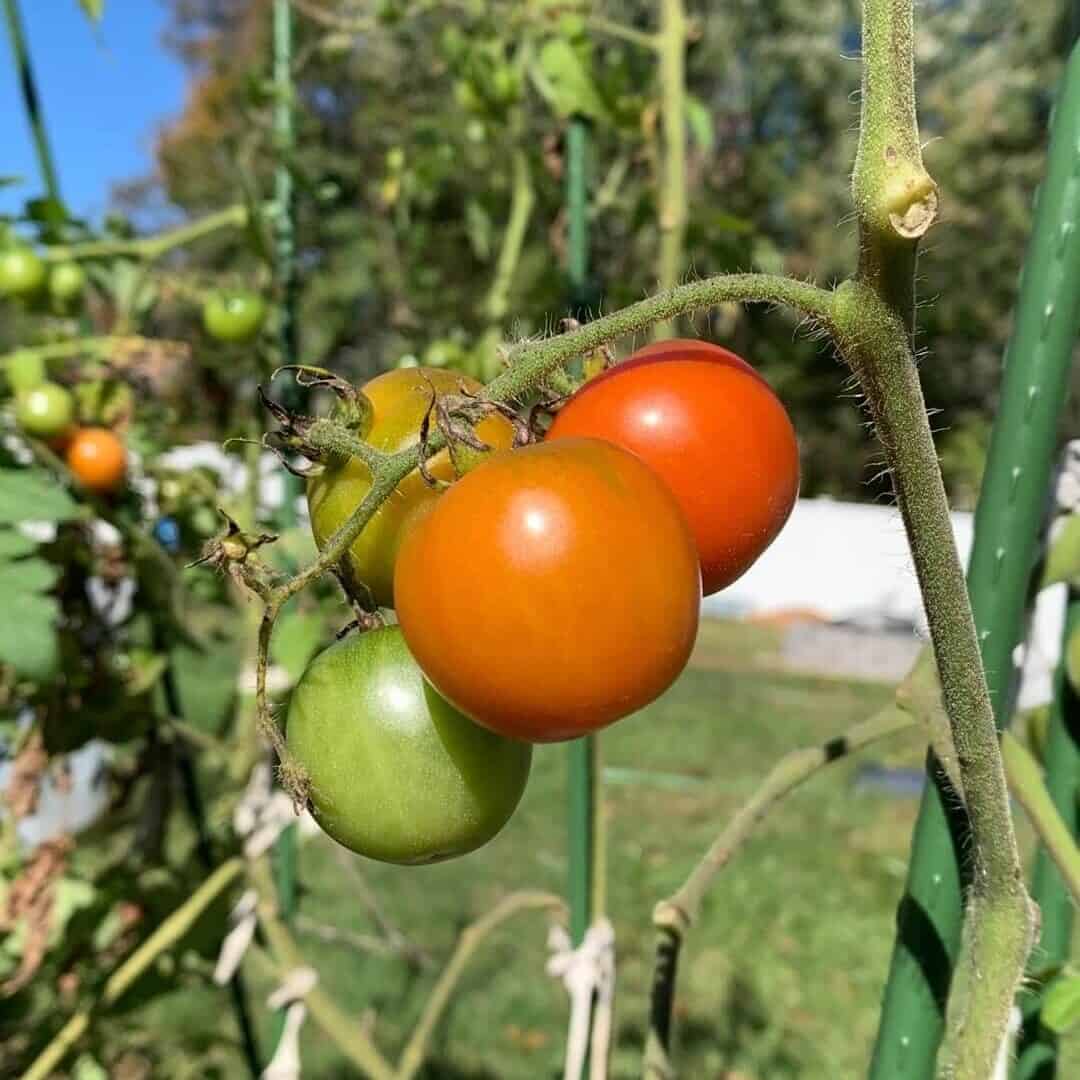  tomato plants growing in full sun 6 to 8 hours healthy garden
