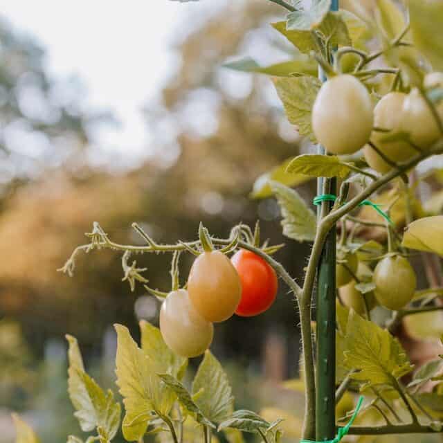  tomato plants growing in full sun 6 to 8 hours healthy garden