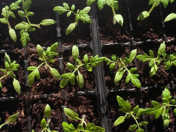tomato seedlings started indoors in early spring Boston