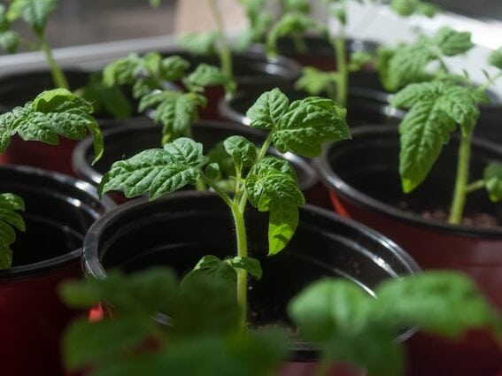 tomato seedlings started indoors in early spring Boston