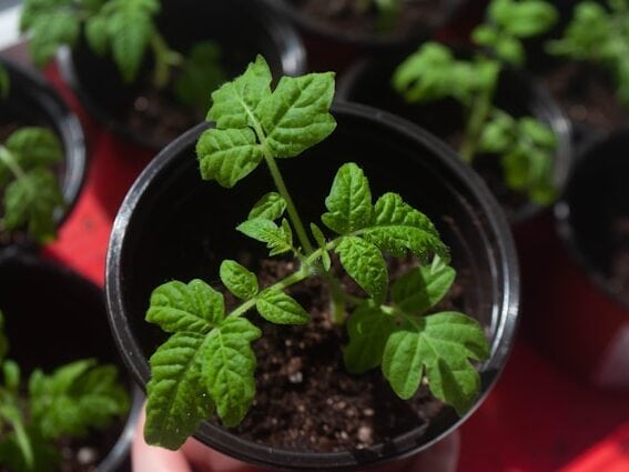 tomato seedlings started indoors in early spring Boston