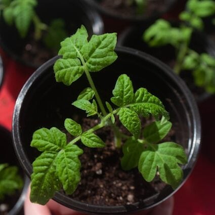 室内育苗番茄幼苗 新手种植过程