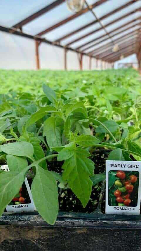 番茄种值寒冷区室内育苗