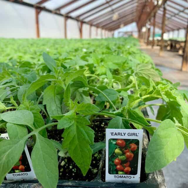 室内育苗番茄幼苗 新手种植过程