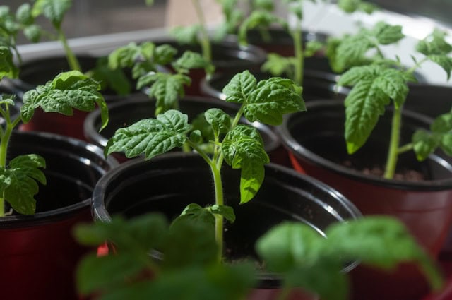 室内窗边培育的番茄幼苗