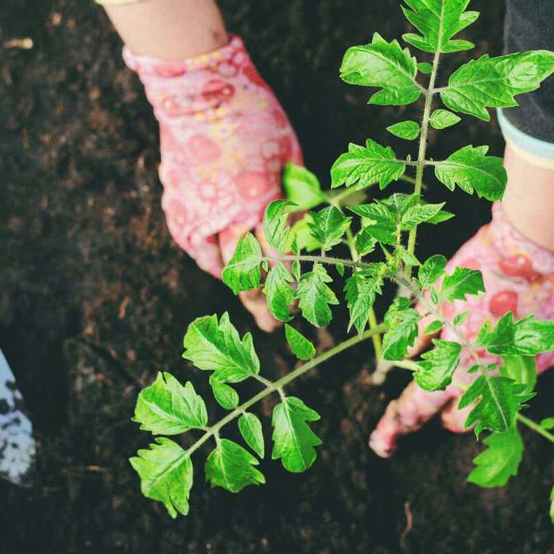 Zone 7较温暖地区番茄种植时间指南