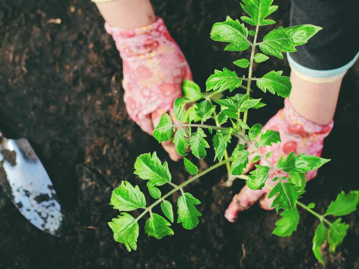 transplanting tomato seedlings outdoors in spring Boston garden