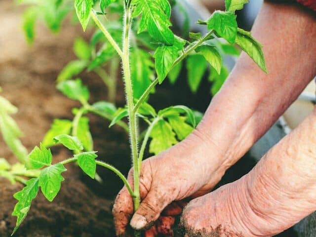 transplanting tomato seedlings outdoors in spring Boston Garden