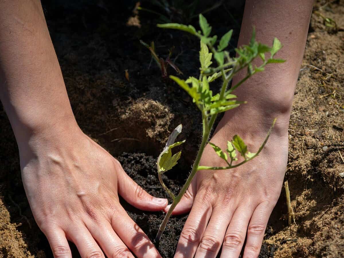 transplanting tomato seedlings outdoors in spring Boston garden