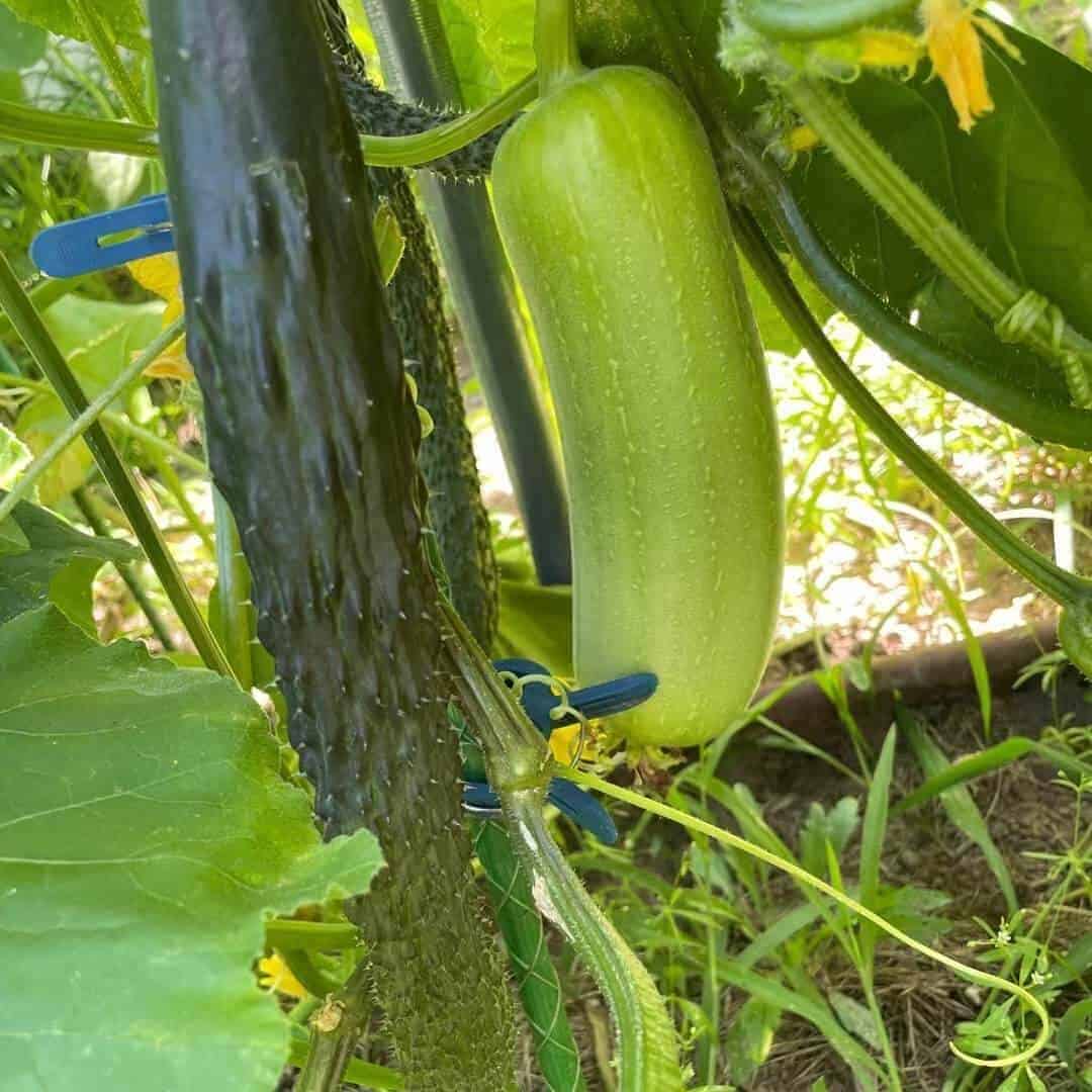  新英格兰夏季后院种植的番茄和辣椒等暖季蔬菜