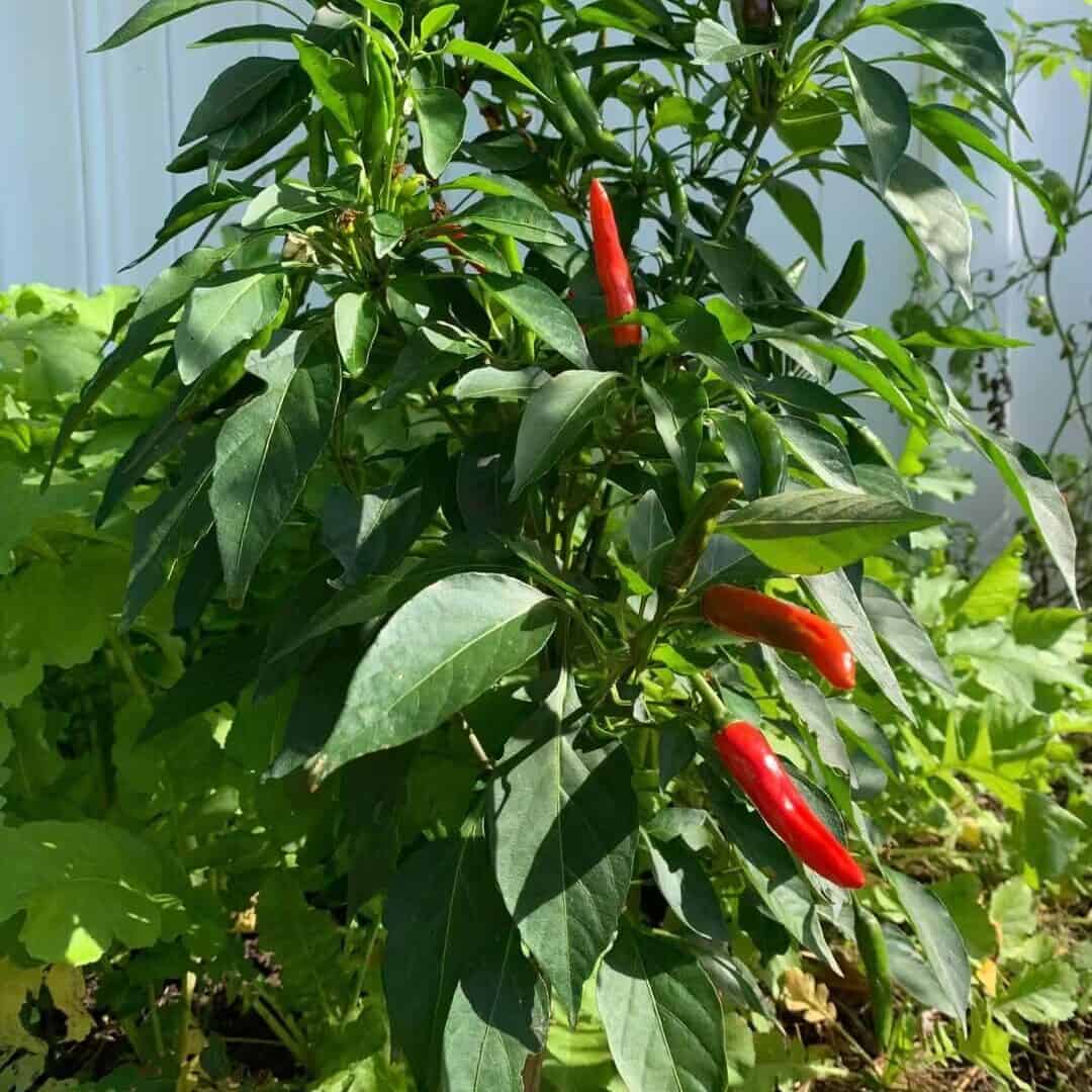  新英格兰夏季后院种植的番茄和辣椒等暖季蔬菜