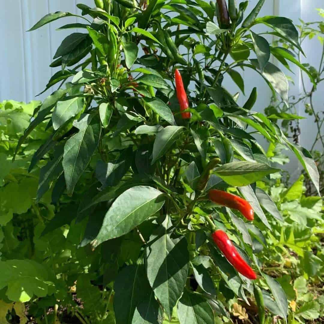 Warm season vegetables like tomatoes and peppers growing in a backyard garden in New England during summer