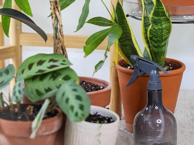  watering seedlings spray bottle indoor setup