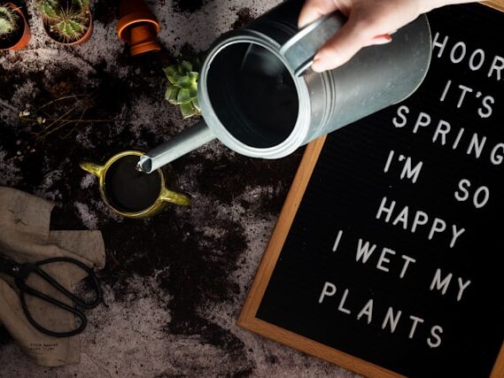  watering seedlings spray bottle indoor setup