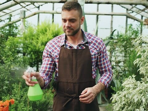  watering seedlings spray bottle indoor setup