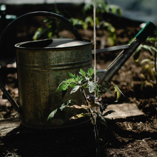  watering tomato plants at base avoiding leaves consistent moisture