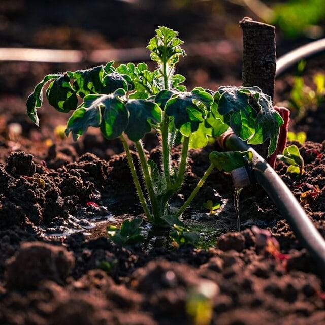  watering tomato plants at base avoiding leaves consistent moisture