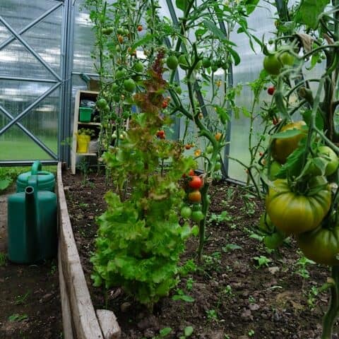  watering tomato plants at base avoiding leaves consistent moisture