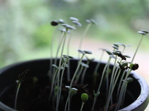  leggy seedlings weak growth lack of light indoor