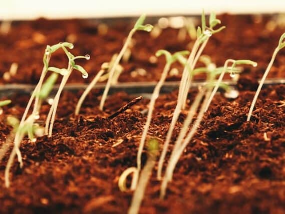  leggy seedlings weak growth lack of light indoor