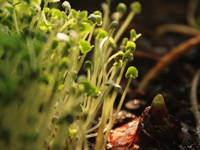  leggy seedlings weak growth lack of light indoor