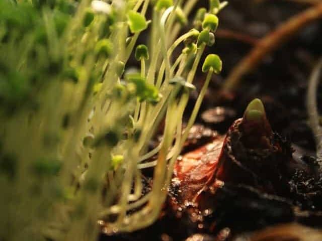 幼苗在室内发芽过程